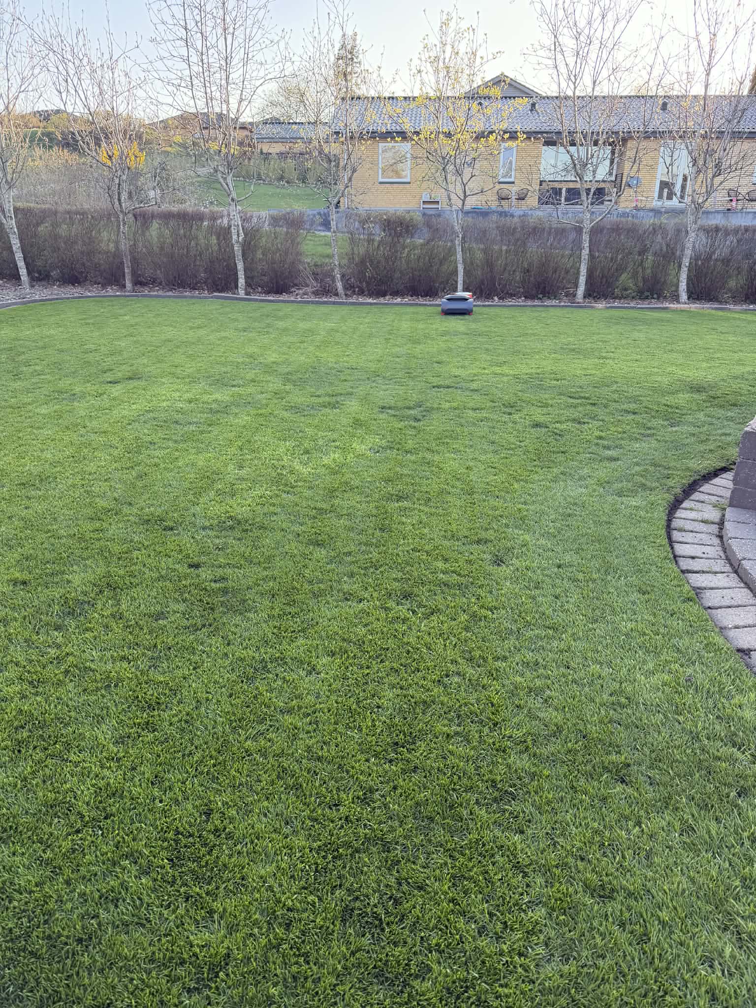 Græsplæne efter behandling